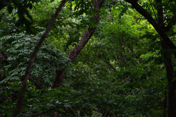 热带雨林的背景图片，有厚厚的绿色树梢。在黑暗的森林里，没有一丝光亮图片下载