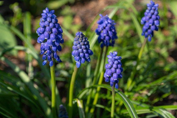 麝香花特写，蓝紫葡萄风信子，早春花选择性对焦，麝香花的微距照片图片下载