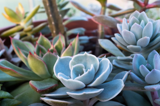 组成多肉园林。背景从多肉植物在锅出版，海报，日历，邮政，屏幕保护程序，壁纸，明信片，横幅，网站。高质量照片图片下载