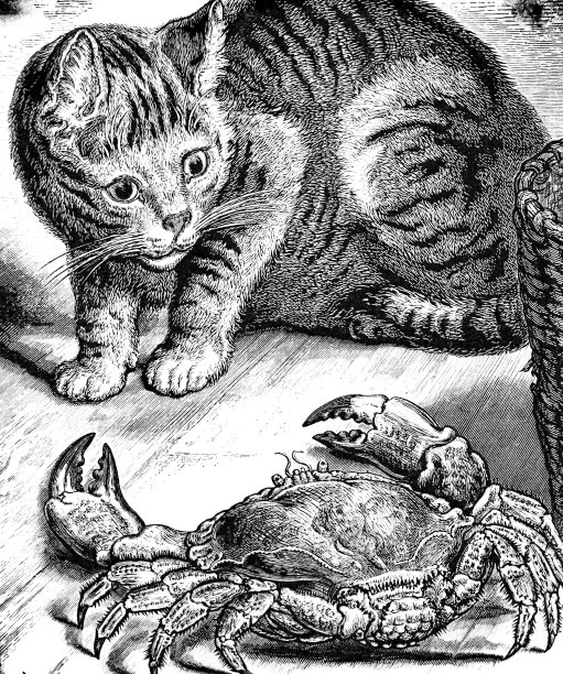 地板上的条纹猫和螃蟹图片下载