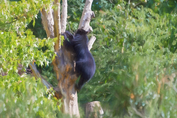 一幅戴眼镜的安第斯熊爬树的数码画图片下载