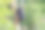 一幅戴眼镜的安第斯熊爬树的数码画图片下载