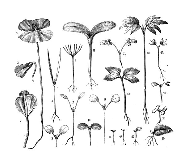 古植物学插图:子叶图片下载