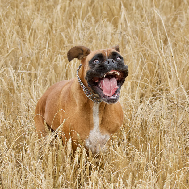 田野里一只拳师犬的侧视图图片下载