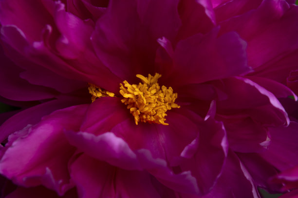 花卉自然背景。粉红紫色牡丹花近距离微距拍摄。花心有黄色的雄蕊，雌蕊和美丽的花瓣。抽象背景，选择性聚焦。黑暗的照片图片下载