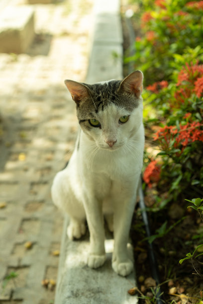 只流浪猫图片下载