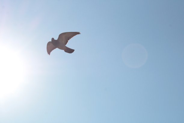 飞翔的鸽子图片下载