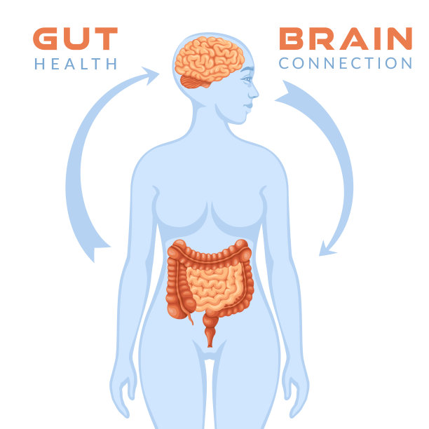 肠脑连接。图片下载