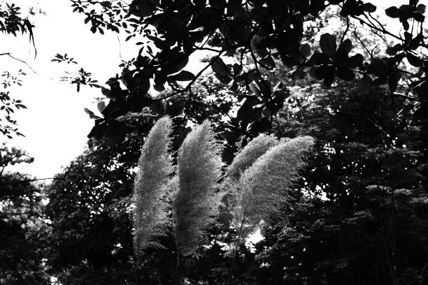 被树木和植物包围的野草。单色黑白调图片下载