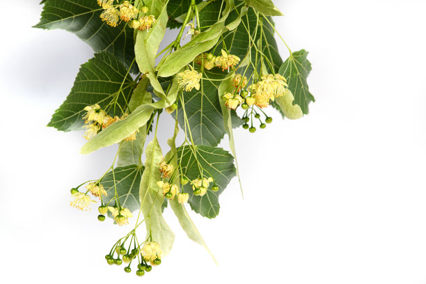 黄色的菩提树花，在白色的背景上有叶子和芽。图片下载