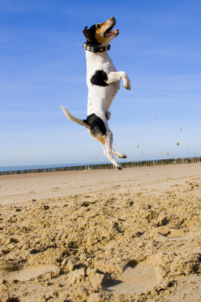 跳杰克罗素图片下载