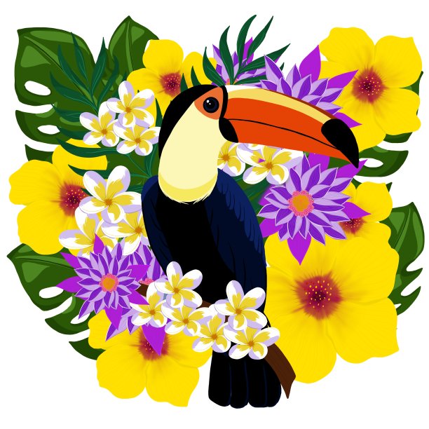 巨嘴鸟图片下载