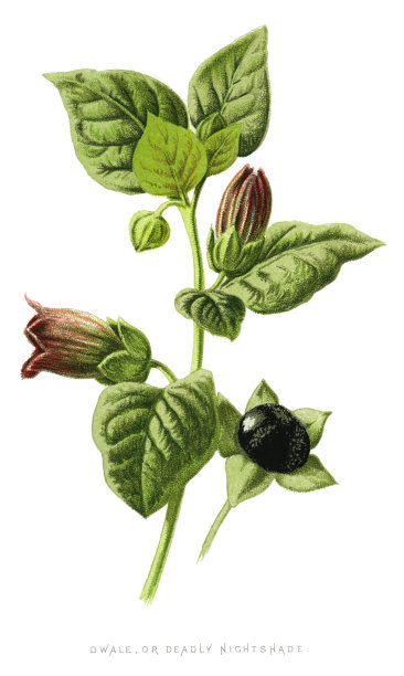 Dwale,颠茄图片下载