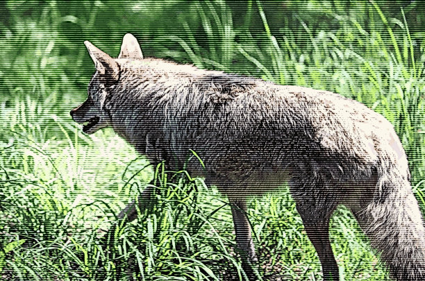 郊区的狼图片下载