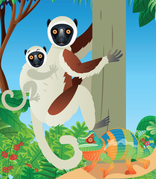 Coquerel的狐猴，Andasibe-Mantadia国家公园的狐猴图片下载