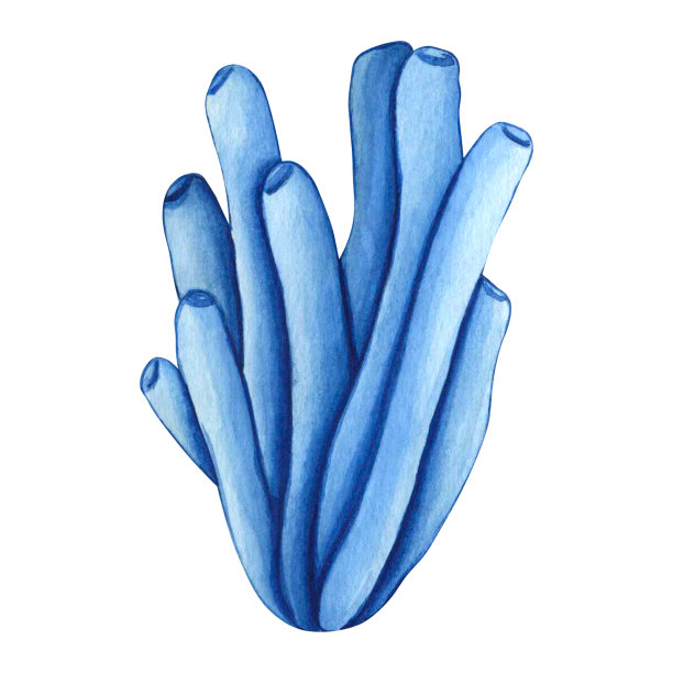 水彩蓝色海藻。白色背景上孤立的海洋植物。手绘植物插图水下草的孩子印刷，装饰和设计图片下载