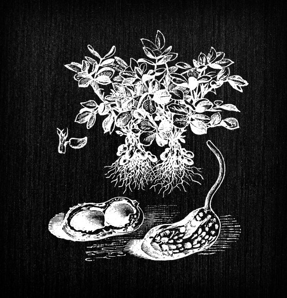 植物学蔬菜植物古董雕刻插图:花生图片下载