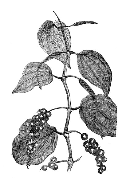 古植物学插图:黑胡椒(胡椒)图片下载