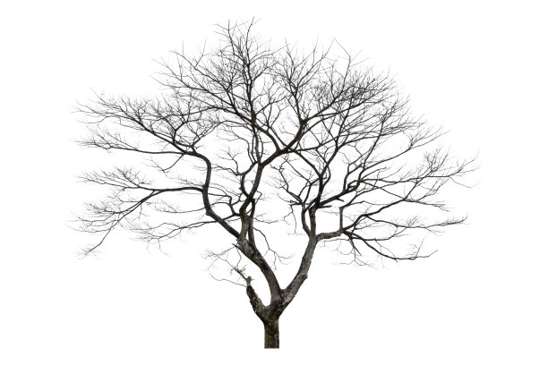 死树孤立在一个白色背景，剪切路径图片下载