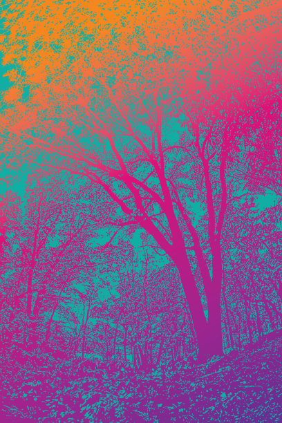 秋叶满布的森林小径图片下载