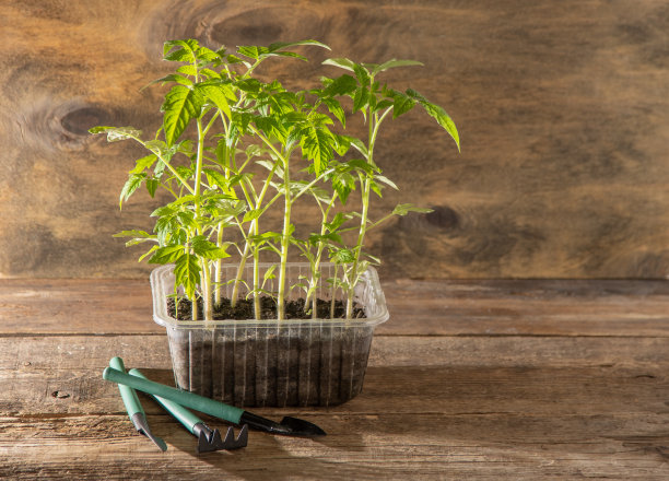 番茄幼苗。春天的园艺。布什的番茄。在家种菜。繁殖和种植菜园。把植物放在盒子里。图片下载