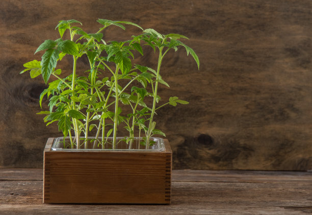 番茄幼苗。春天的园艺。布什的番茄。在家种菜。繁殖和种植菜园。把植物放在盒子里。图片下载
