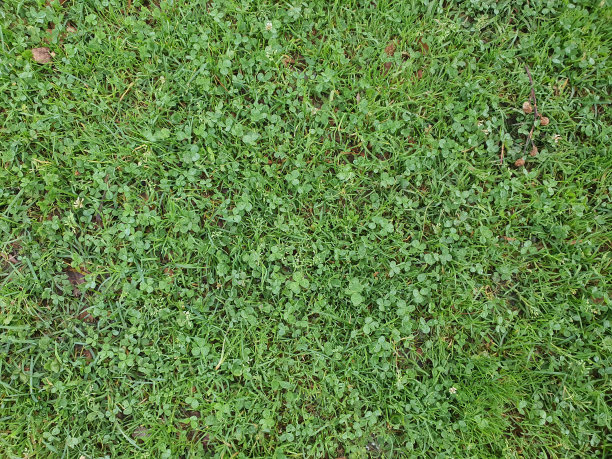 公园里郁郁葱葱的草坪总是修剪得又漂亮又干净图片下载