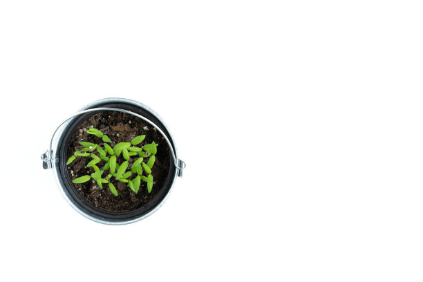 盆栽与年轻的苗在白色背景。前视图。图片下载