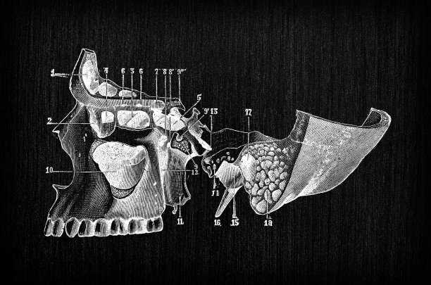 人体解剖骨骼古董插图，头骨:眼眼眶，下巴，鼻子图片下载