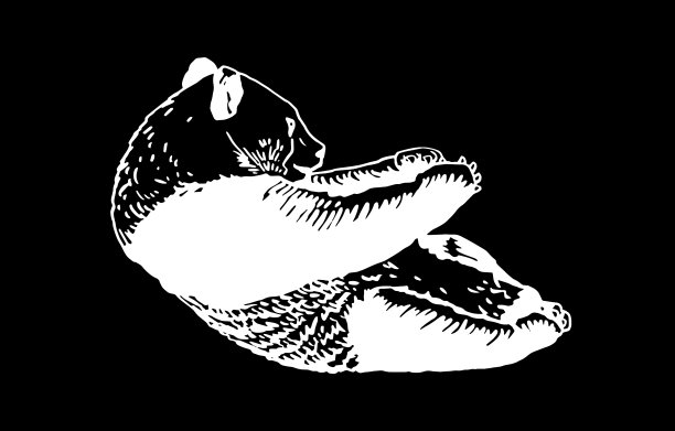 黑色上刻着熊猫图片下载