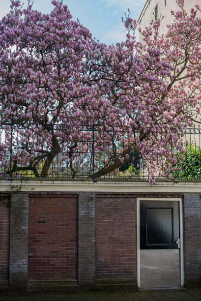 城市里盛开的树图片下载
