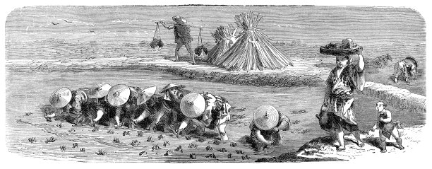 1876年，日本妇女在田里种植水稻图片下载