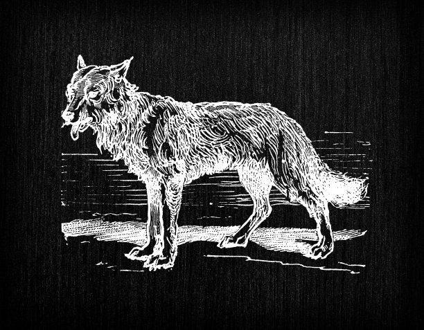 古色古香的法国版画插图:狼图片下载