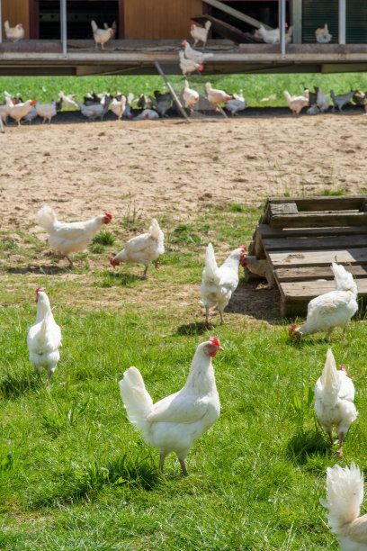 鸡和母鸡在外面啄食，有机牲畜养殖图片下载