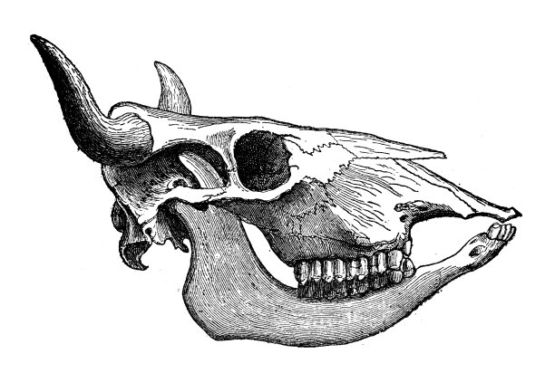 古董动物插图:牛头骨图片下载