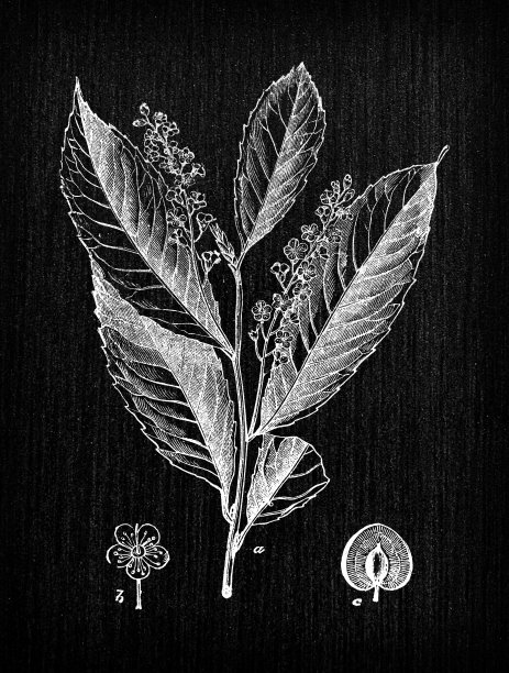 植物学植物仿古雕刻插画:月桂Prunus laurocerasus(樱桃月桂、普通月桂)图片下载