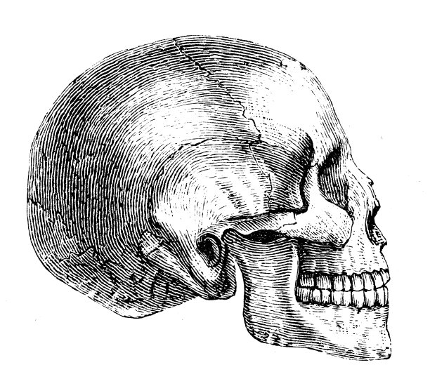 古插画、民族志和土著文化:埃及头骨图片下载