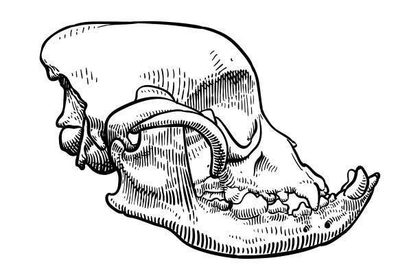 一个英国斗牛犬头骨的矢量图图片下载