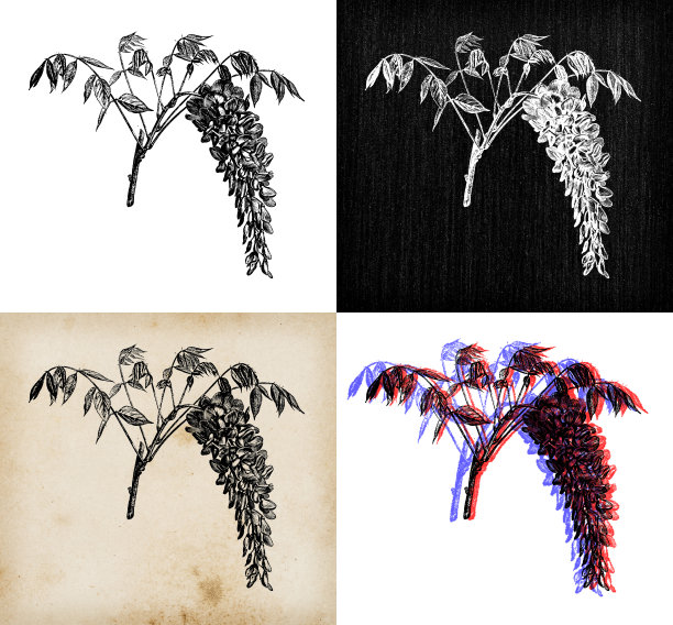 古董植物学插图:紫藤，中国紫藤图片下载