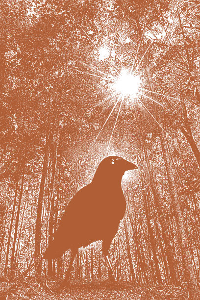 森林小径，秋叶和乌鸦图片下载