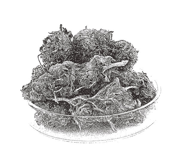 皮氏培养皿中的大麻芽图片下载