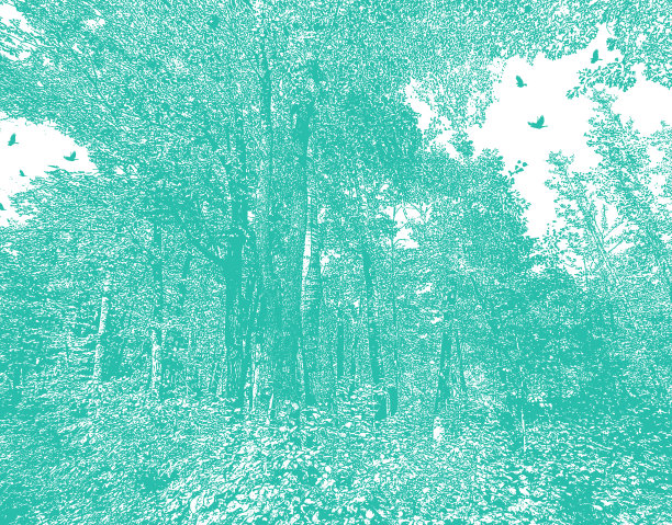 有乌鸦和繁茂树叶的森林。图片下载