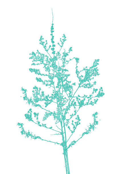 干枯野花的特写图片下载