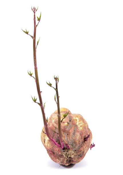 前面的甘薯芽孤立在白色的背景上。红薯芽图片下载