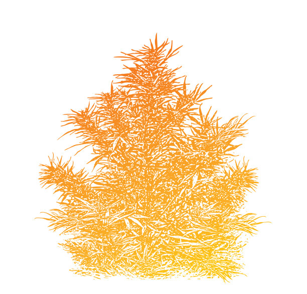 白色背景上剪出的大麻植物图片下载