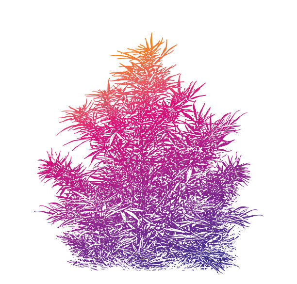 白色背景上剪出的大麻植物图片下载