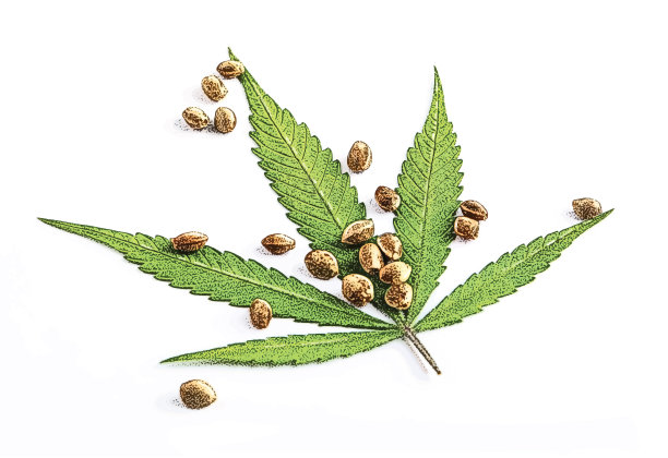 大麻叶子和种子的特写图片下载