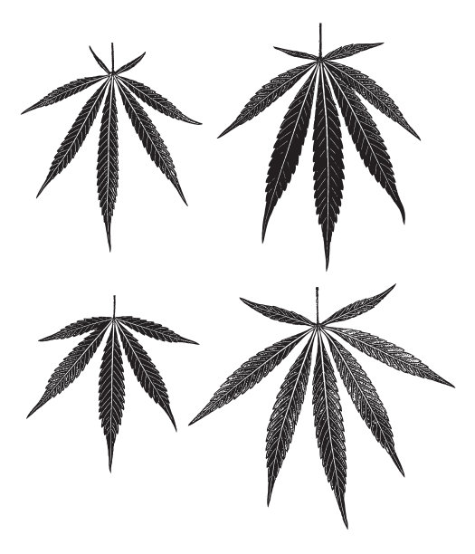 四组大麻叶子图片下载