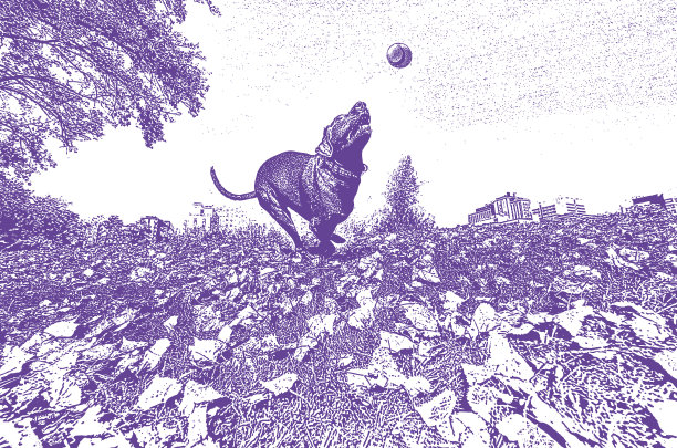 狗在追球图片下载