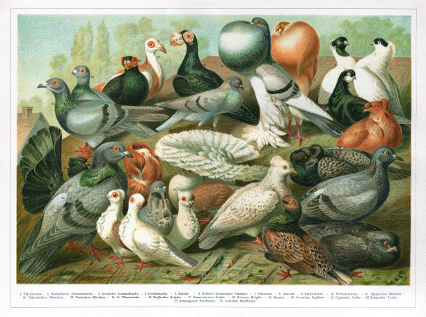 一群来自世界各地的不同鸽子插图1897图片下载